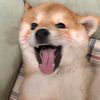 血色修罗