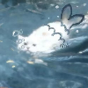 鼠机智