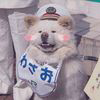 春分花朝